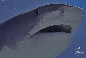 "Sideswipe" This image was taken at Tiger Beach - Bahamas by Steven Anderson 
